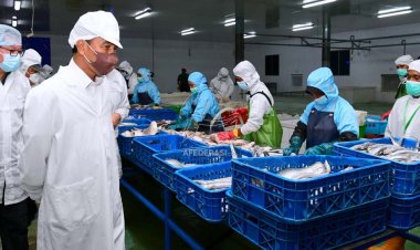 Presiden Jokowi Tinjau Unit Pengolahan Ikan dan Budidaya Rumput Laut di Provinsi Maluku